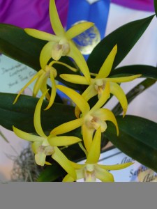 Den (Lustrous x Yondi)