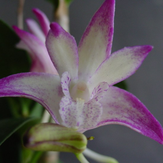 Den {Jonathon's Glory x (Kathryn Banks x Aussie Glow)}