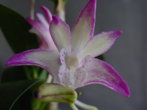 Den {Jonathon's Glory x (Kathryn Banks x Aussie Glow)}