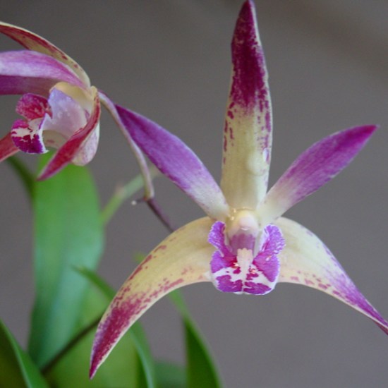 Den Doncaster Surprise