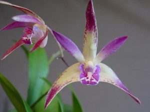 Den Doncaster Surprise