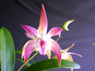 Den Louise's Rainbow 'KB'