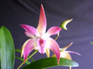 Den Louise's Rainbow 'KB'