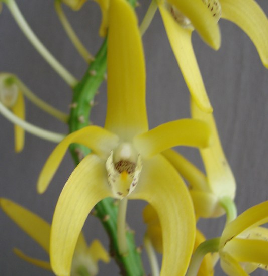 Den speciosum 'Merle'