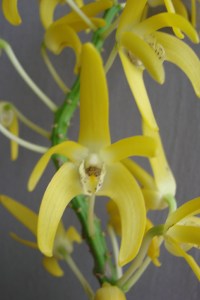 Den speciosum 'Merle'