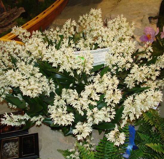 Den xdelicatum 'Ventura Farms'