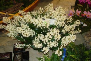 Den xdelicatum 'Ventura Farms'