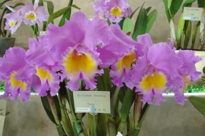 Blc Triumphal Coronation 'Seto'