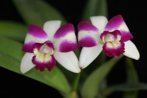 Blc. Haw Yuan Beauty ' Hong'