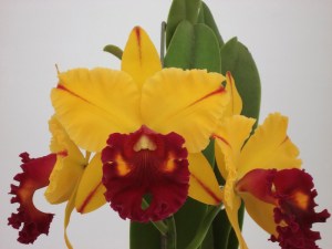 Blc. Tainan Gold 'Canary' (1)
