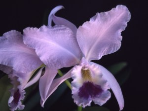 C labiata var coerulea