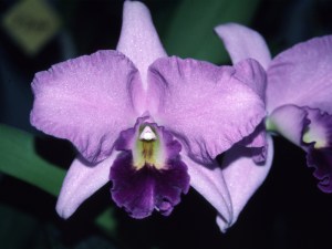 C Sierra Skies 'Leone'