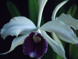 L purpurata var schusteriana