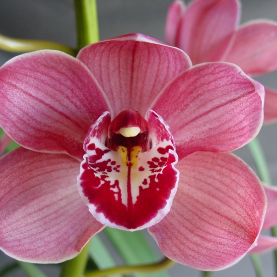 (Bewitched Baker x Ruby Eyes) 'Tall Timber'