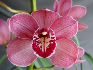 (Bewitched Baker x Ruby Eyes) 'Tall Timber'