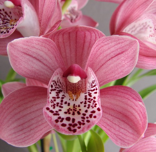 (Ruby Blush x Vogelsang) 'Treasure'