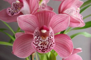 (Ruby Blush x Vogelsang) 'Treasure'