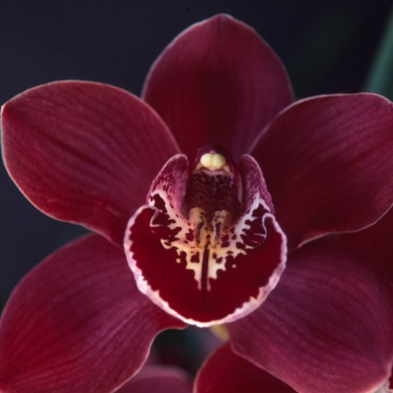 Blazing Fury 'Becky'