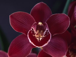 Blazing Fury 'Becky'