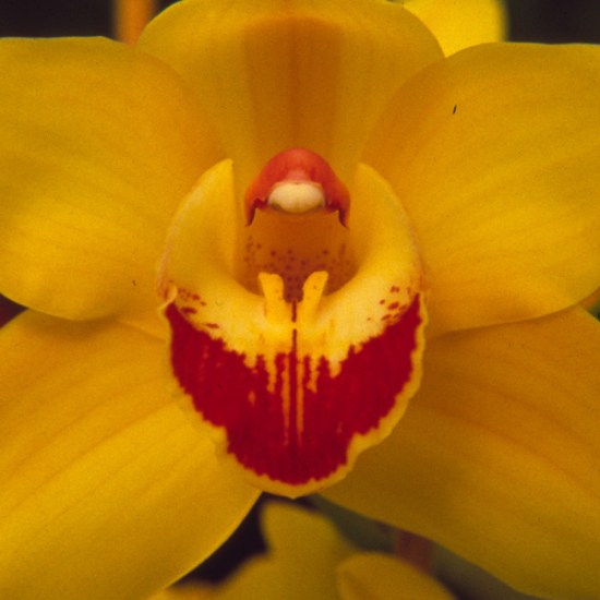 Fancy Fling 'Judith's Gold'