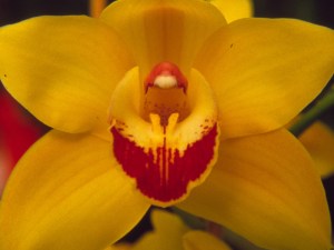 Fancy Fling 'Judith's Gold'