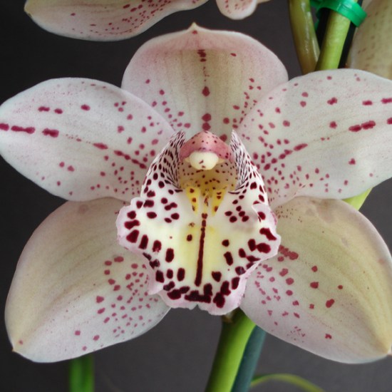 Forrest Place 'Queen's Jewel'