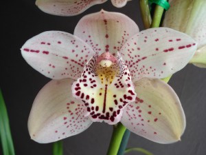 Forrest Place 'Queen's Jewel'