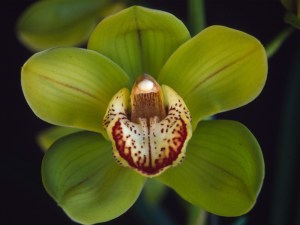 Giant's Causeway 'Kaitlin'