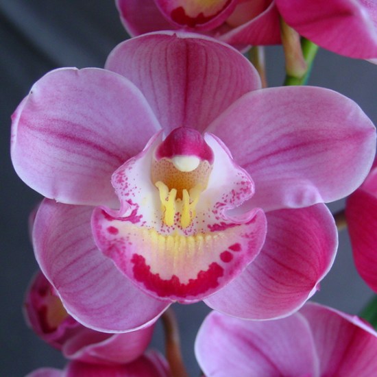 Lucky Gloria 'Fukunokami