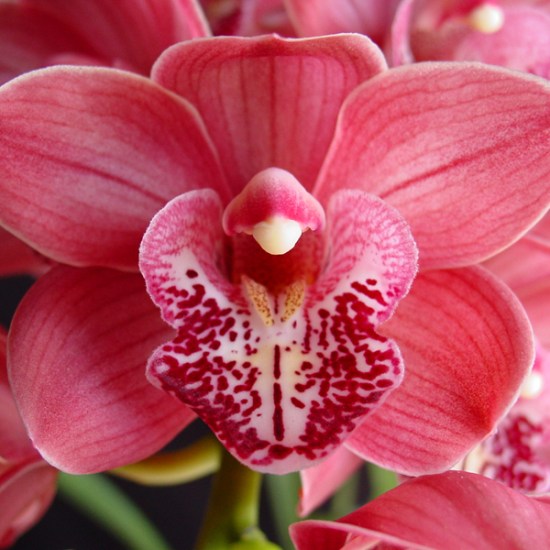 Maree Porter 'Love Me'