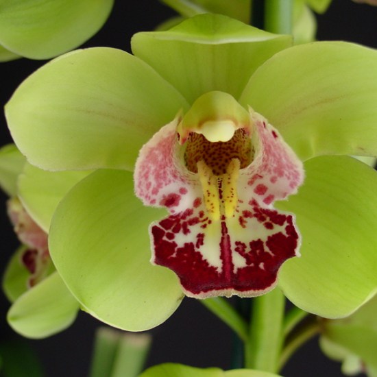 Mariflor 'Green Fantasy'