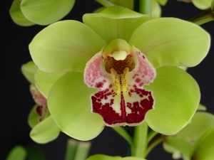 Mariflor 'Green Fantasy'