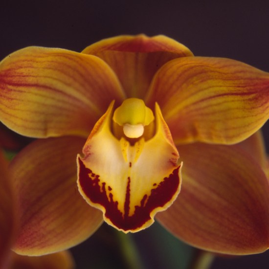 Mighty Sunset 'Orange Alert'