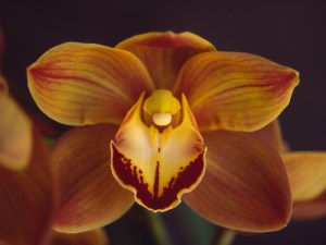 Mighty Sunset 'Orange Alert'