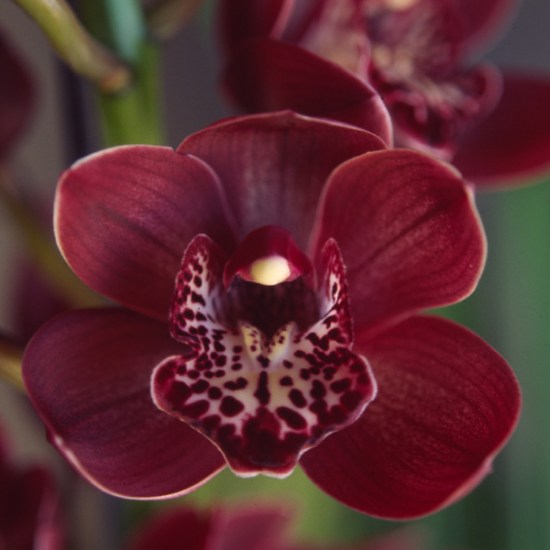 Night Passage 'Darkness'