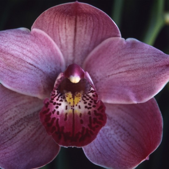 Tracy Herbert 'Millie'