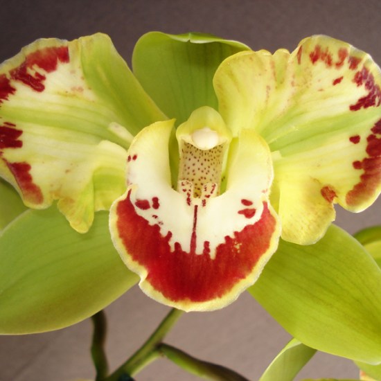 Vidar 'Harlequin' AD