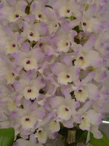 Den (Cassiope x Sweet Pinky) 'Platinum'