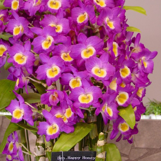 Den (Happy Honey x Comet -) 'Comet Queen'