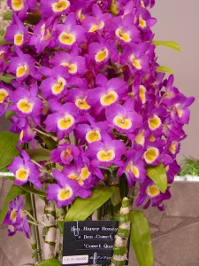 Den (Happy Honey x Comet -) 'Comet Queen'