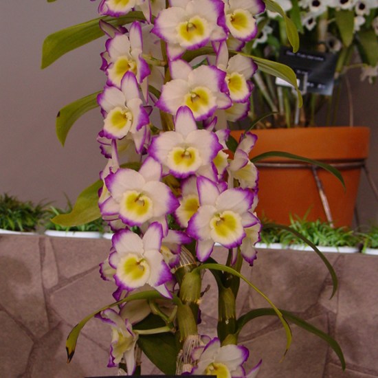 Den (Holy Night x Mild Yumi) 'Chat'