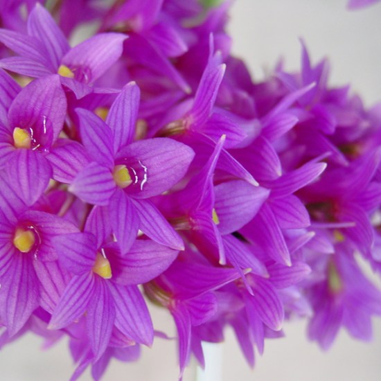 Den miyakei 'West Town'