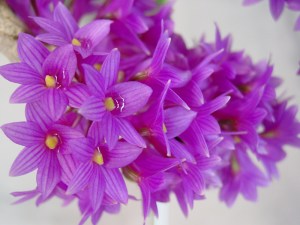 Den miyakei 'West Town'