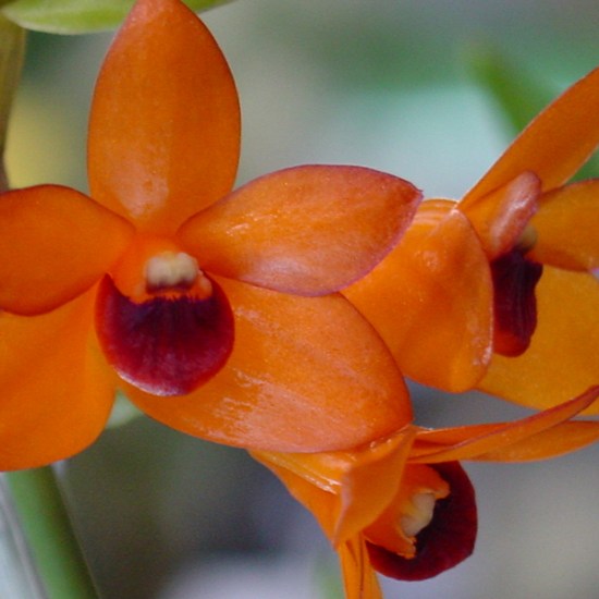 Den mohlianum 'Elysian Koske'