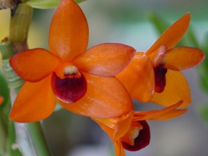 Den mohlianum 'Elysian Koske'