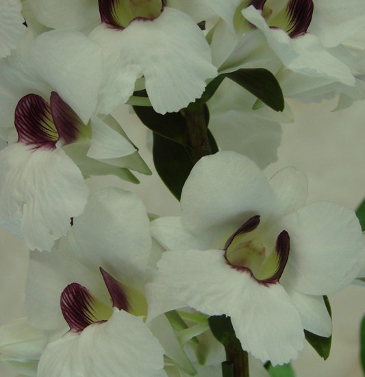 Den sanderae fma major 'Dream of Kimi'