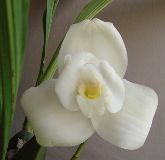 Lyc (Abou Piyo x Shoalhaven) 'Darch'