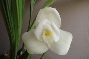 Lyc (Abou Piyo x Shoalhaven) 'Darch'