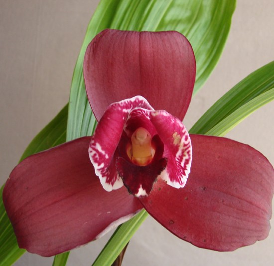 Lyc (Chita Melody x Wyld Court) 'Scarlet'