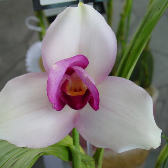 Lyc (skinneri x Sunray) 'Pegasus'